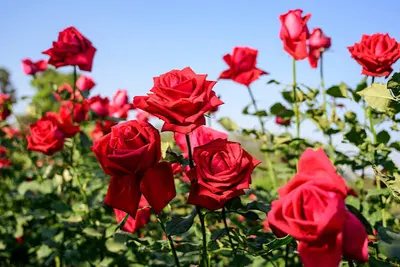 Fresh Flowers - Image 2
