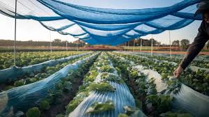 Anti Insect Net Factory Price