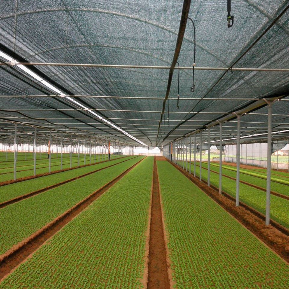 Seedbed net