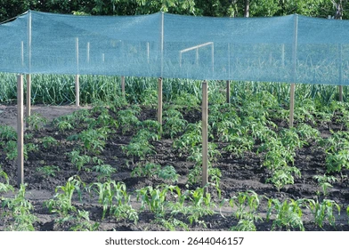 Anti Insect Net Greenhouse
