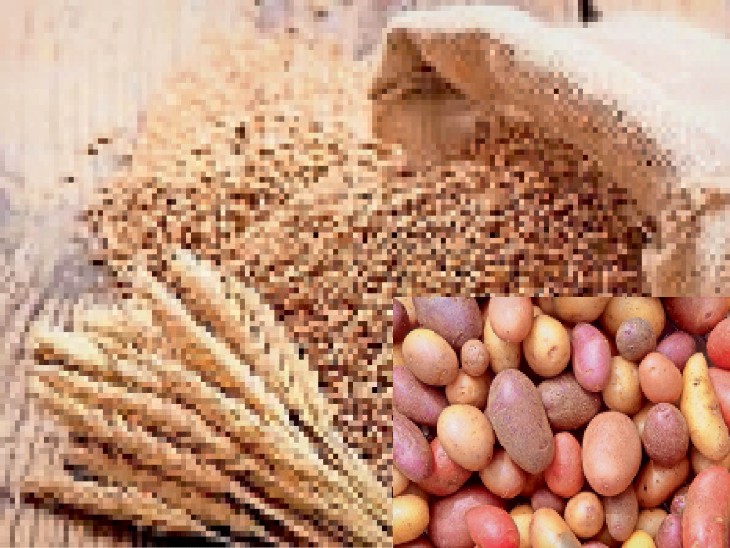 Fenegreek Seeds
