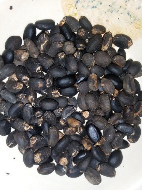 Chia seeds