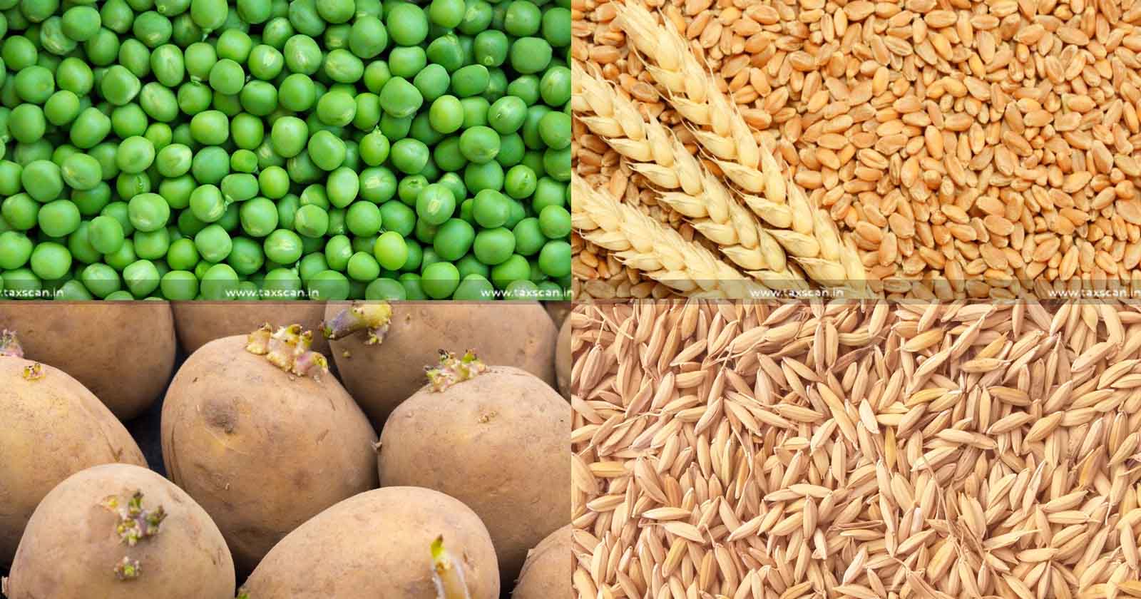 Alfalfa Grass Seeds Medicago Sativa