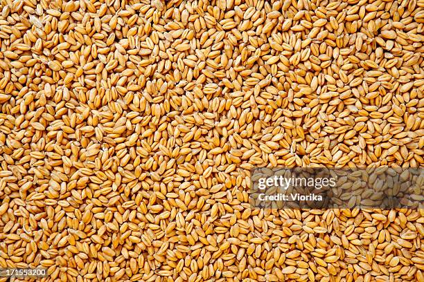 UC 82 (Tomato seeds OP)