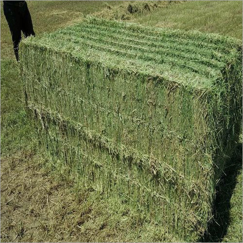 Alfalfa Pellets