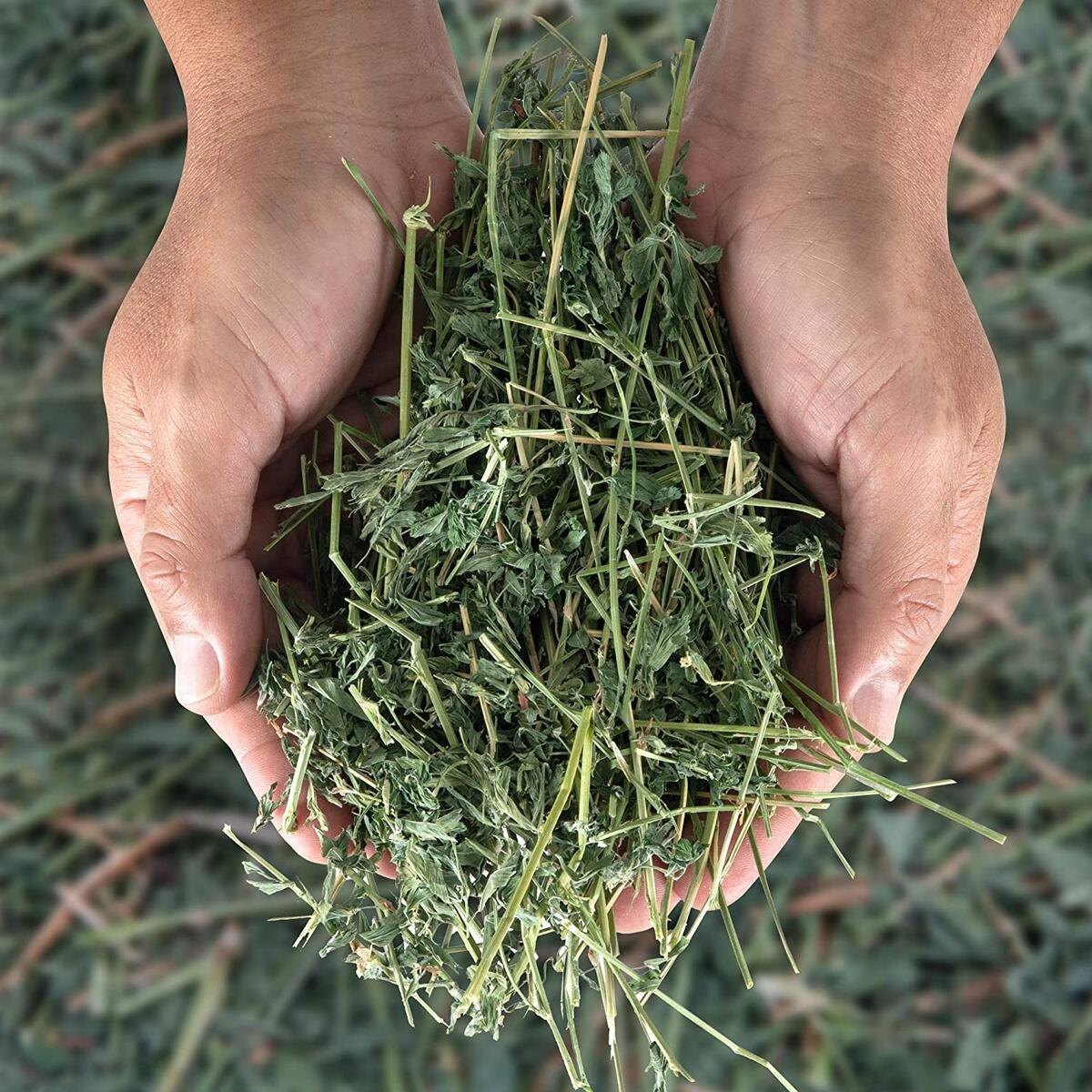 Alfalfa Hay