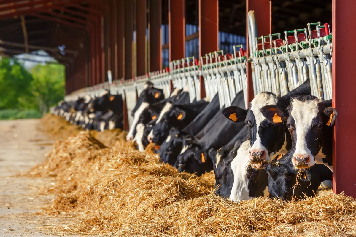 Corn Silage For Cow-ruminant