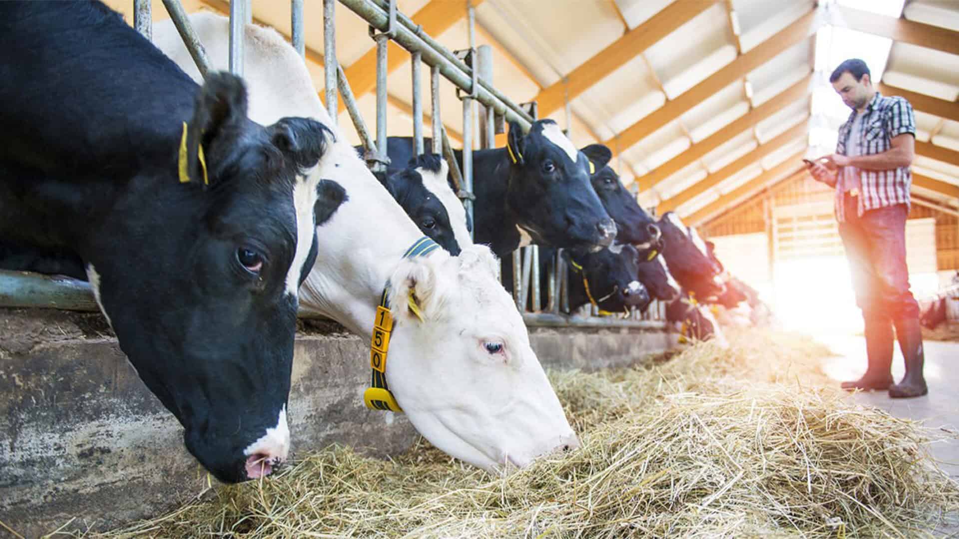 Corn Silage