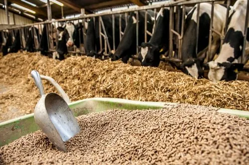 manure collector for cow farms