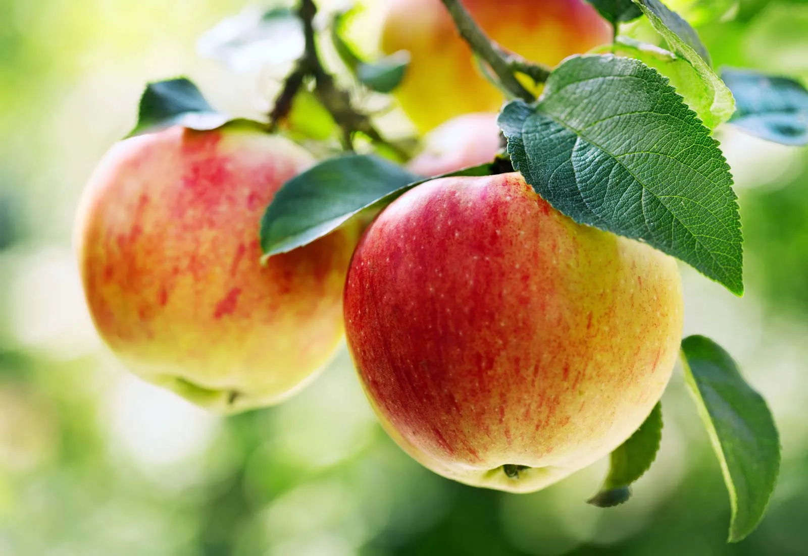 Fuji Apple