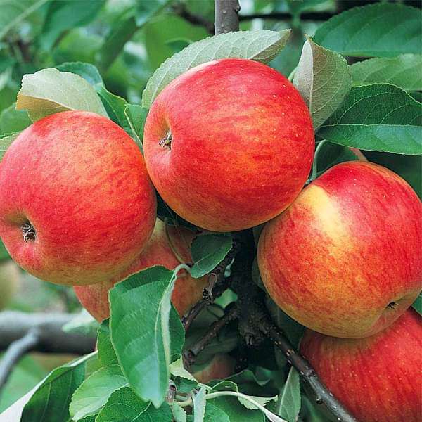 granny smith green apple