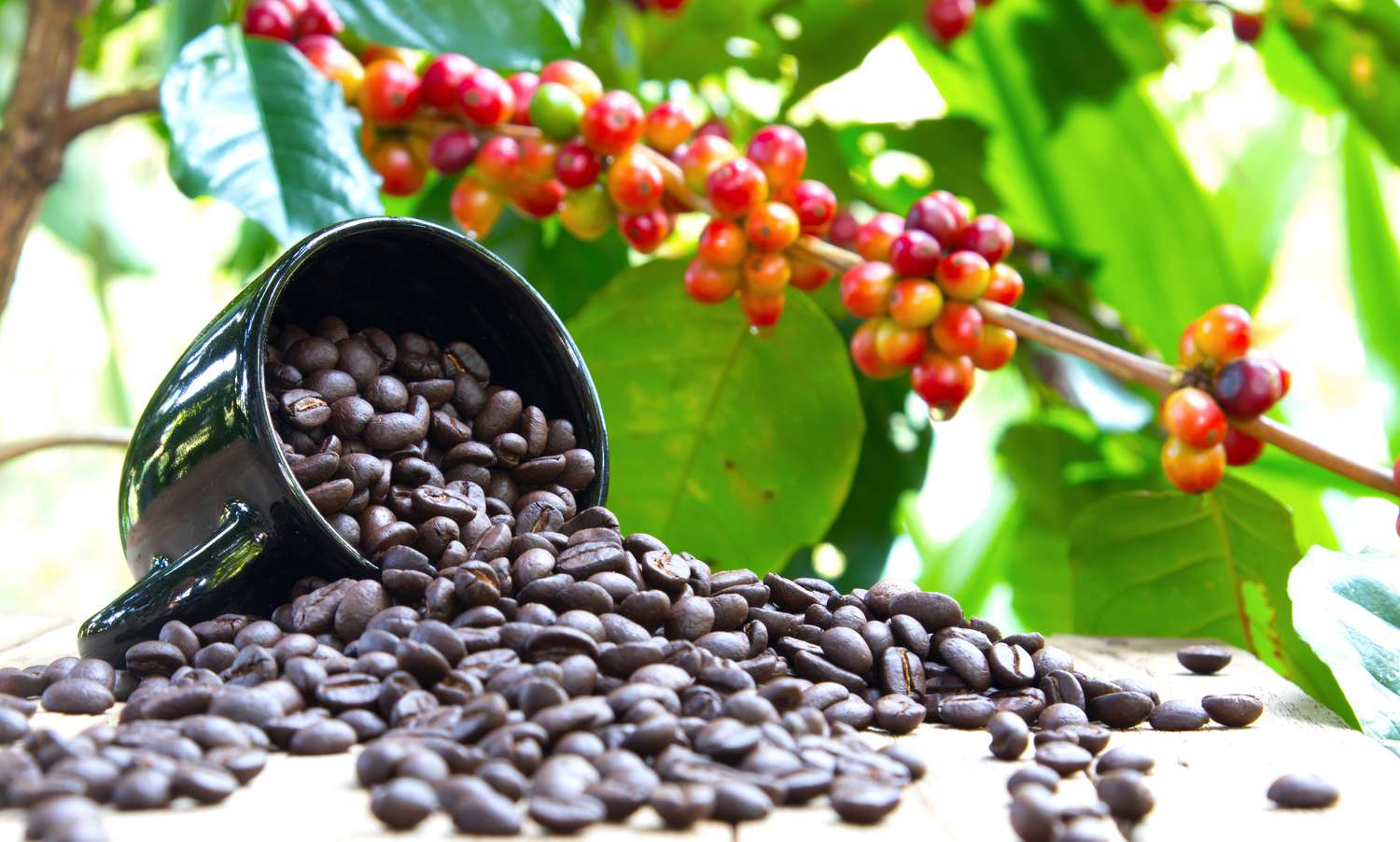 Arabica Java Preanger