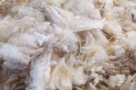 Chrysotile asbestos