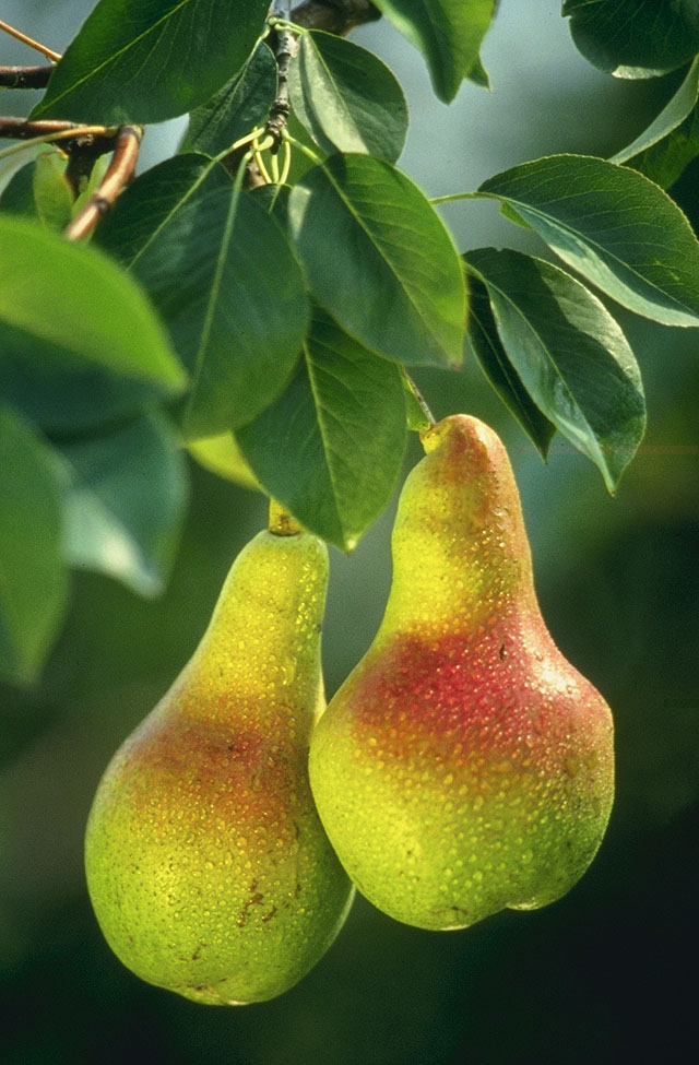 Red fragrant pear