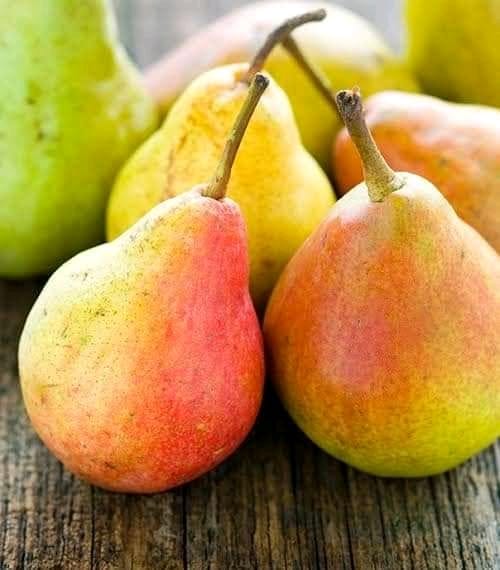 CAVENDISH G9 BANANA