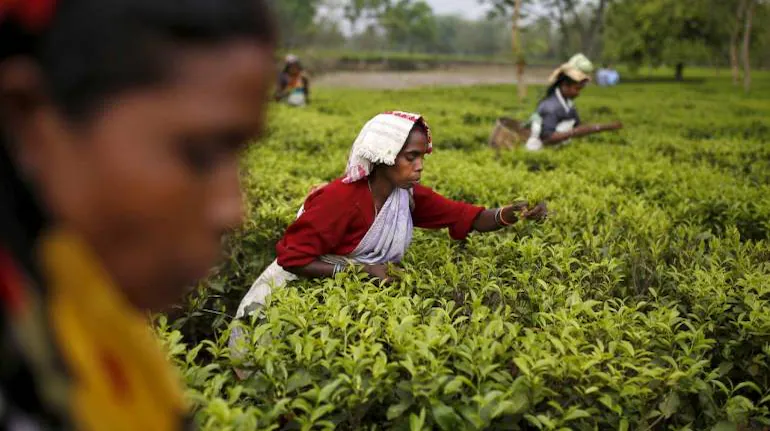 Assam Tea