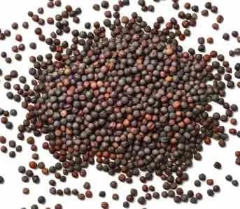 CANOLA SEEDS
