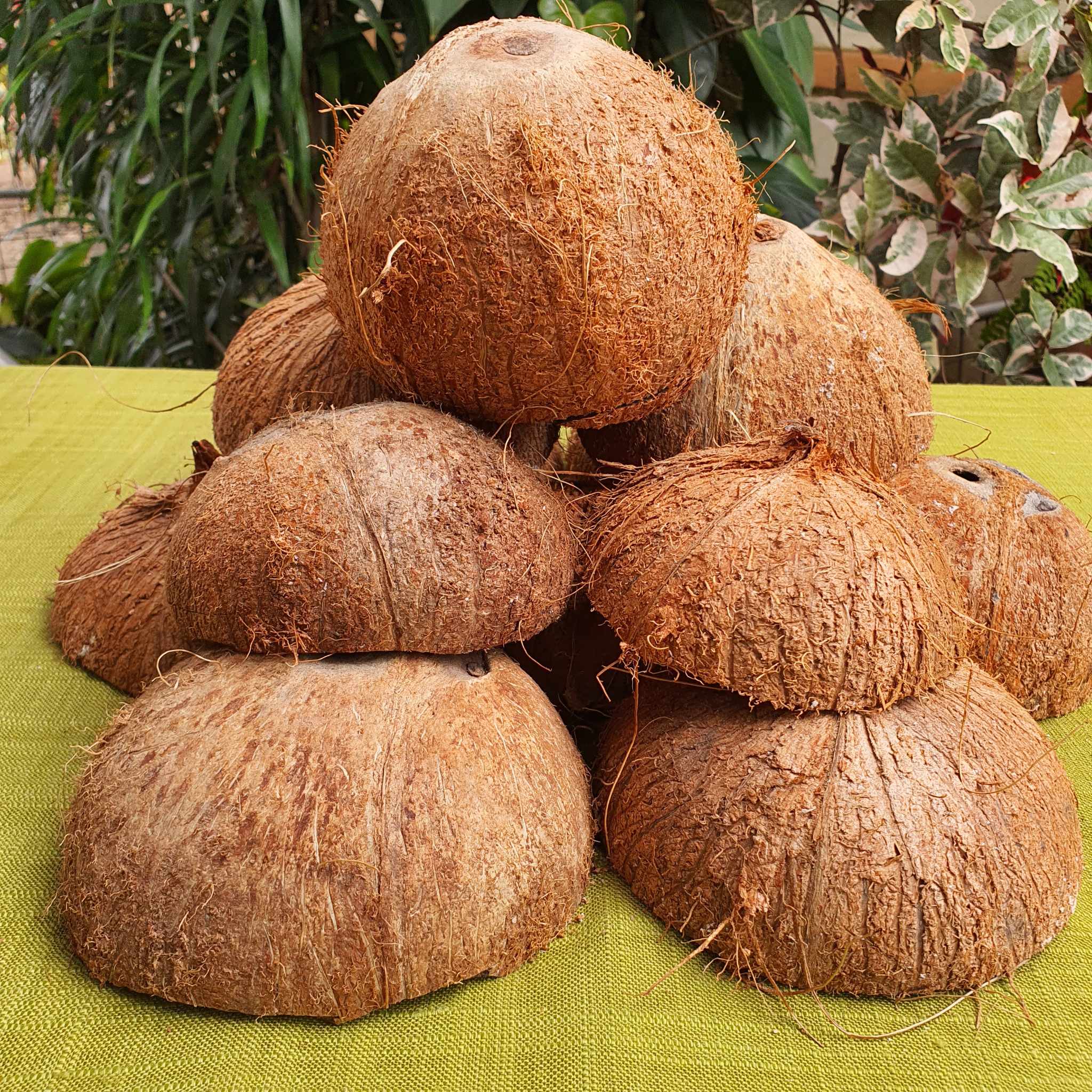 Coconut Shell by Parnavi Export