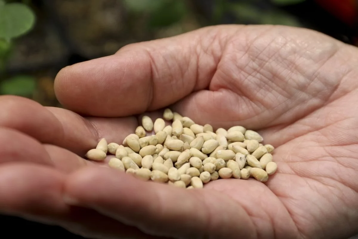 Cotton Seeds by Sc N& F Import Export Srl