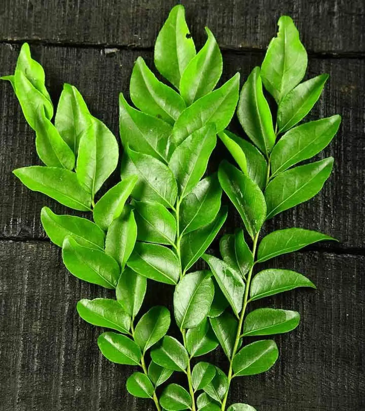 Curry Leaves by Williams Smitt
