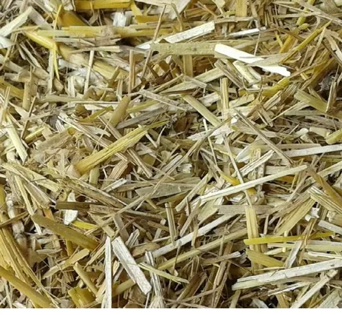 Wheat by Alga International