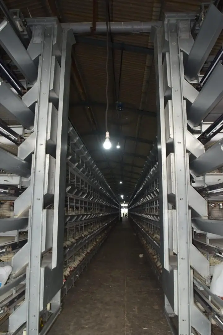 Automatic Feeding System
