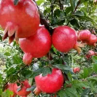 Pomegranate by Sri Vinayaga Exports