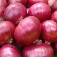 Onion