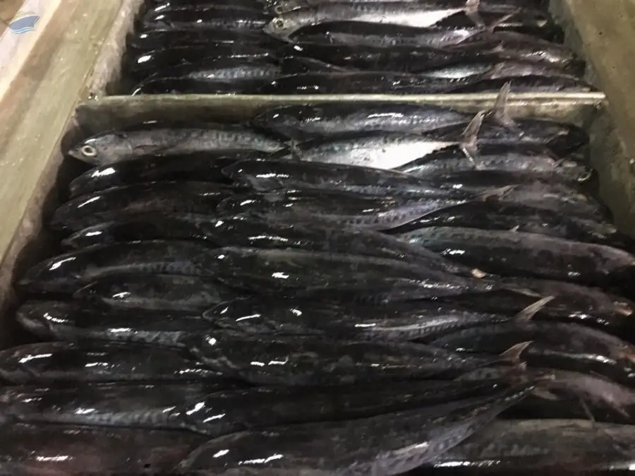 Frozen Bullet Tuna Whole Round