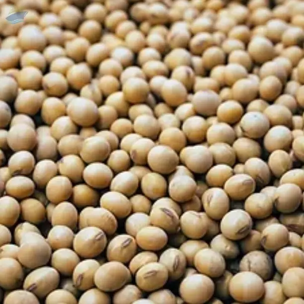 Freshly Harvested Non GMO Soybeans