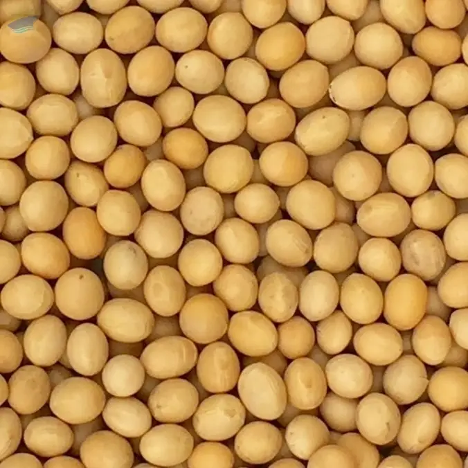 Non MGO Soybeans