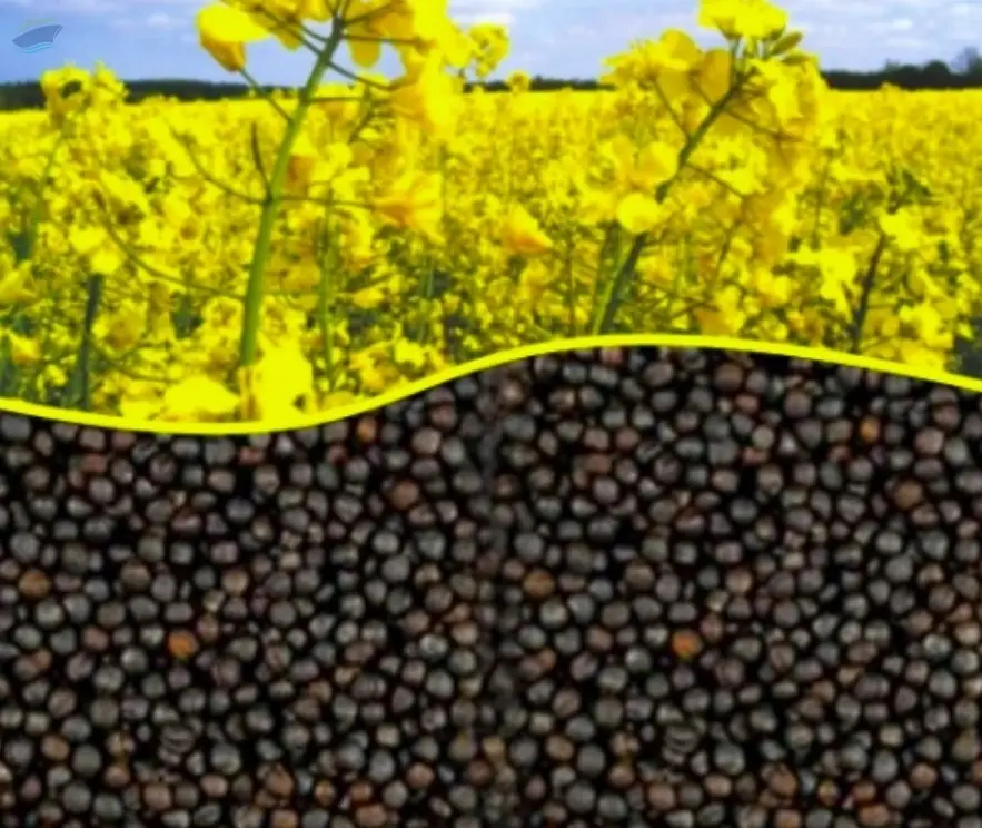 Rapeseed  Canola