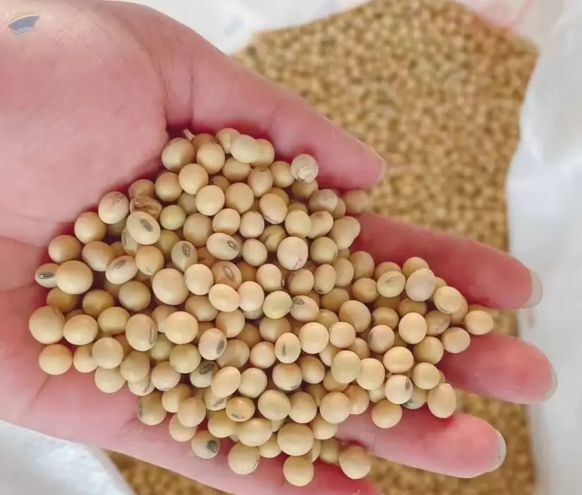 High Quality Dried Soybean Seeds Non-GMO