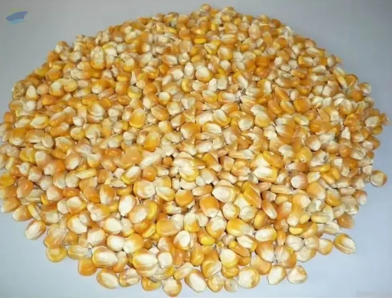 Non- GMO Yellow Maize for Human Consumption