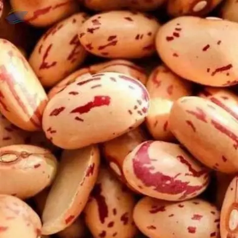 High Quality Kidney Bean by Source Trading Global Group Pty Ltd