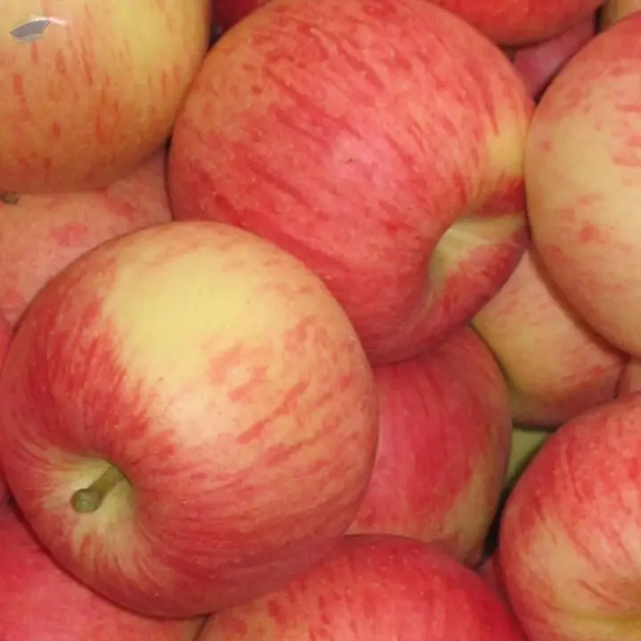 Fresh Apple