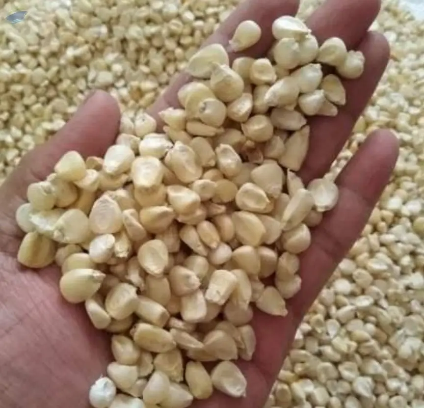 white maize