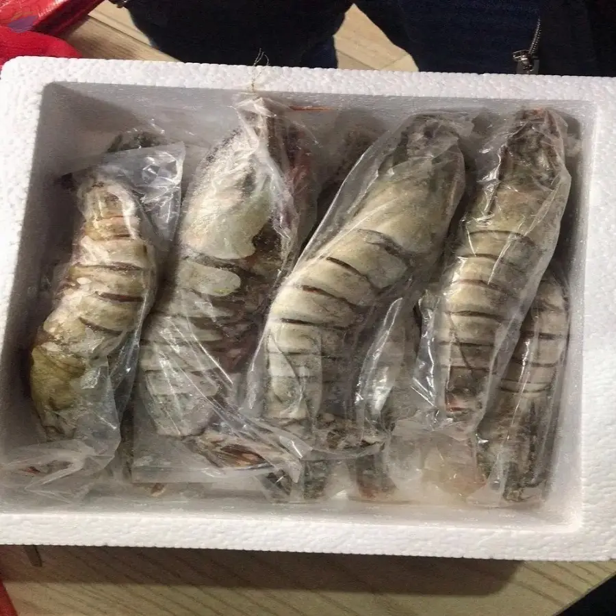 Frozen Big Size tiger Shrimp for Sale