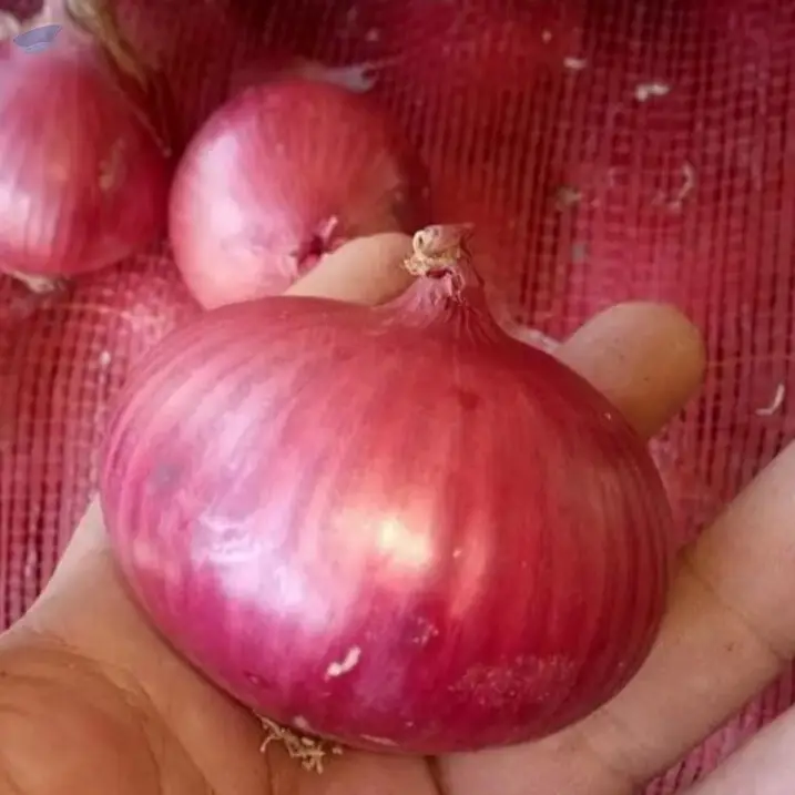 Fresh Onions Exporters  Cheap Price 5-6/7-8cm