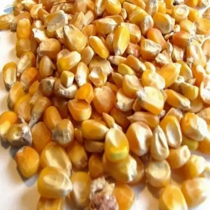 Dried Grade 2 Yellow Maize/Corn  Non-GMO