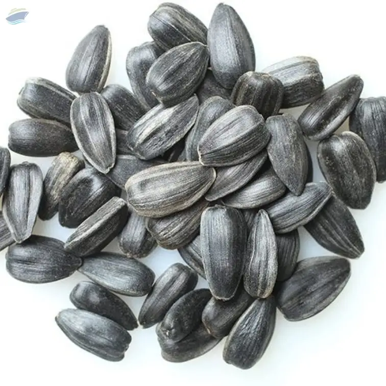 Todd's Seeds Black Oil Non-GMO