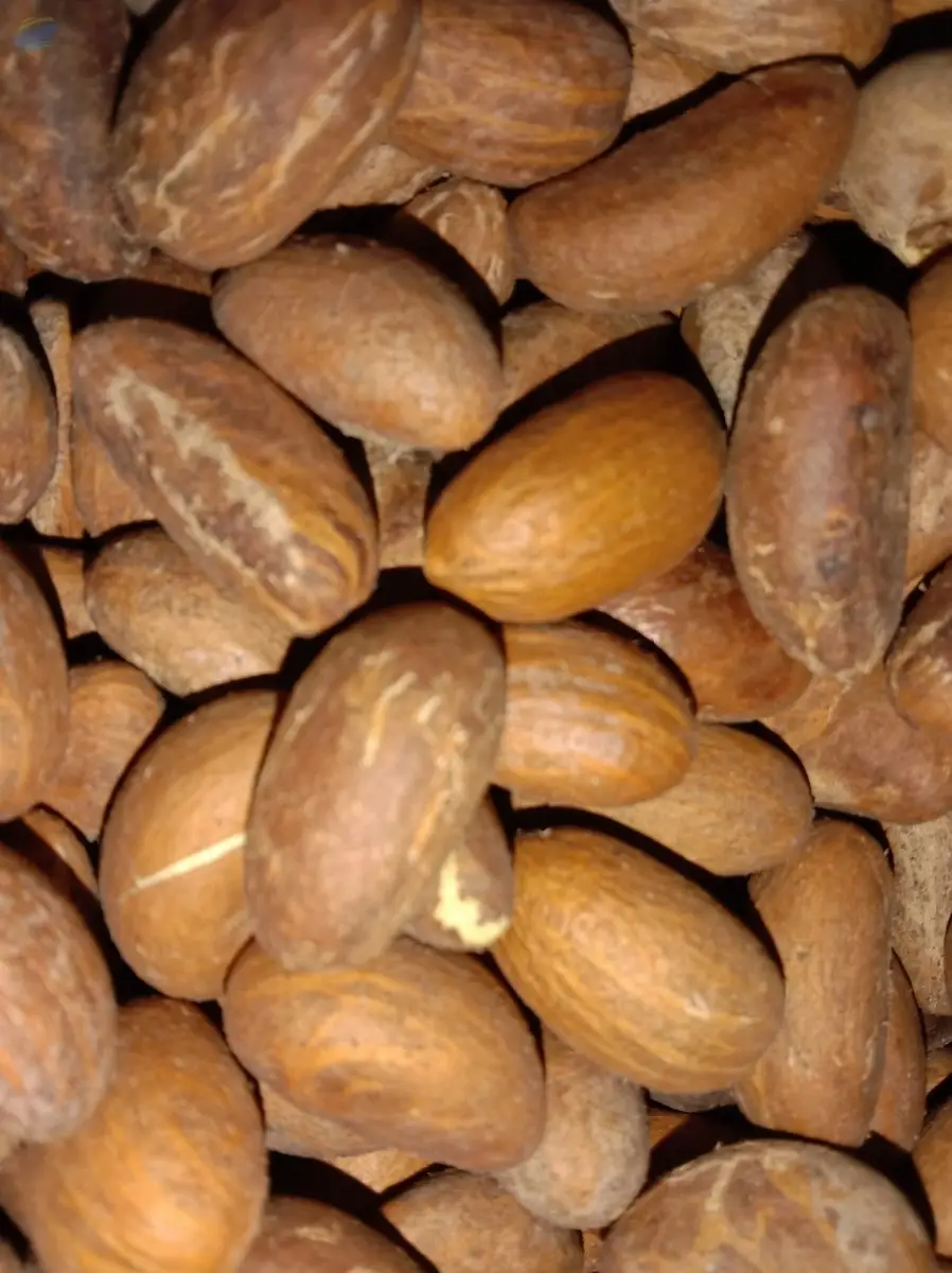 Bitter Kola Nut (Garcinia Kola)