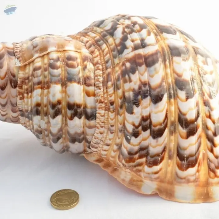 Natural Trumpet Shell From Vietnam