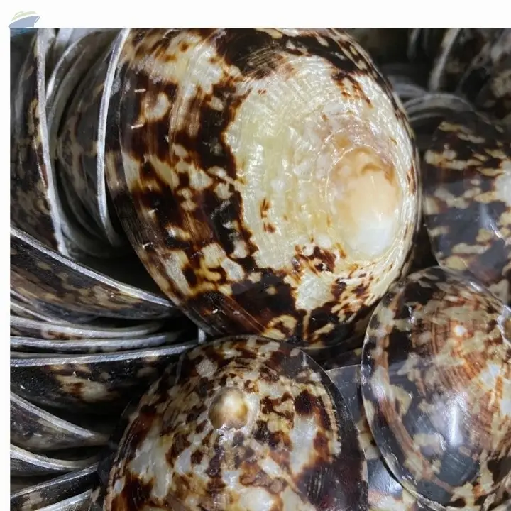 Natural Limpet Shell From Vietnam