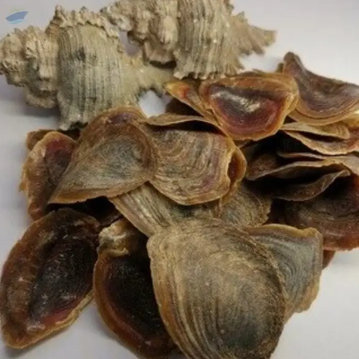 Natural Murex Operculum From Vietnam