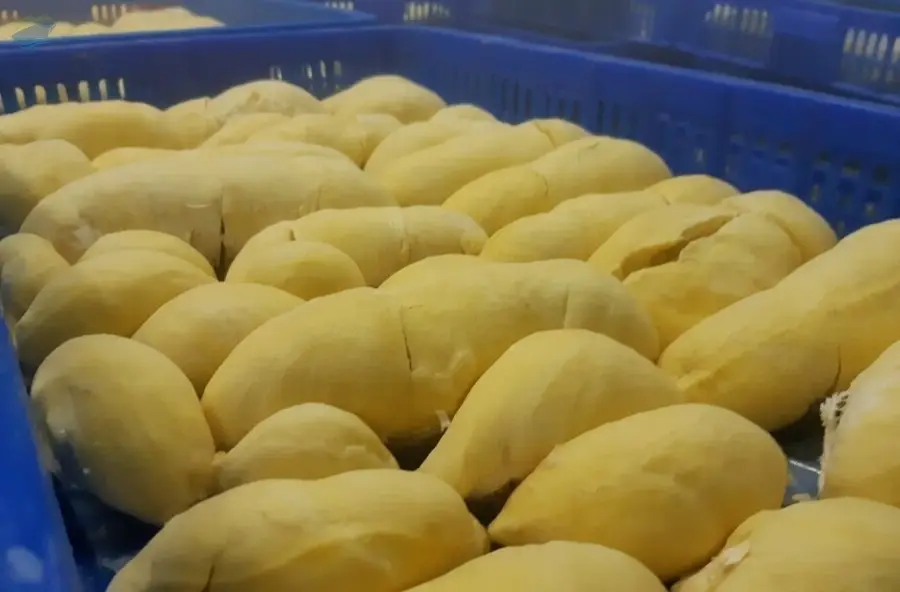 Frozen Durian in Vietnam