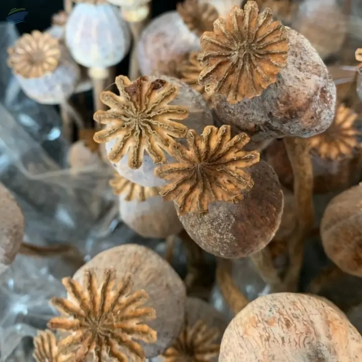 Dried Poppy Heads