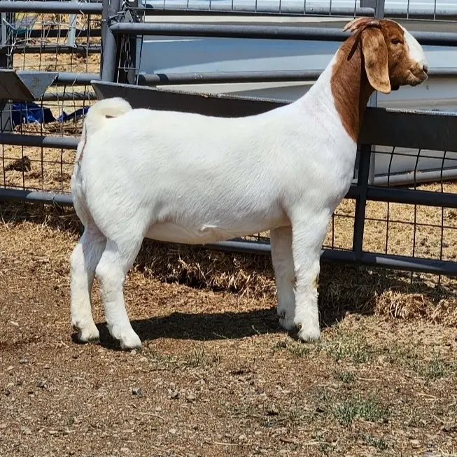 Pure Boer Goat