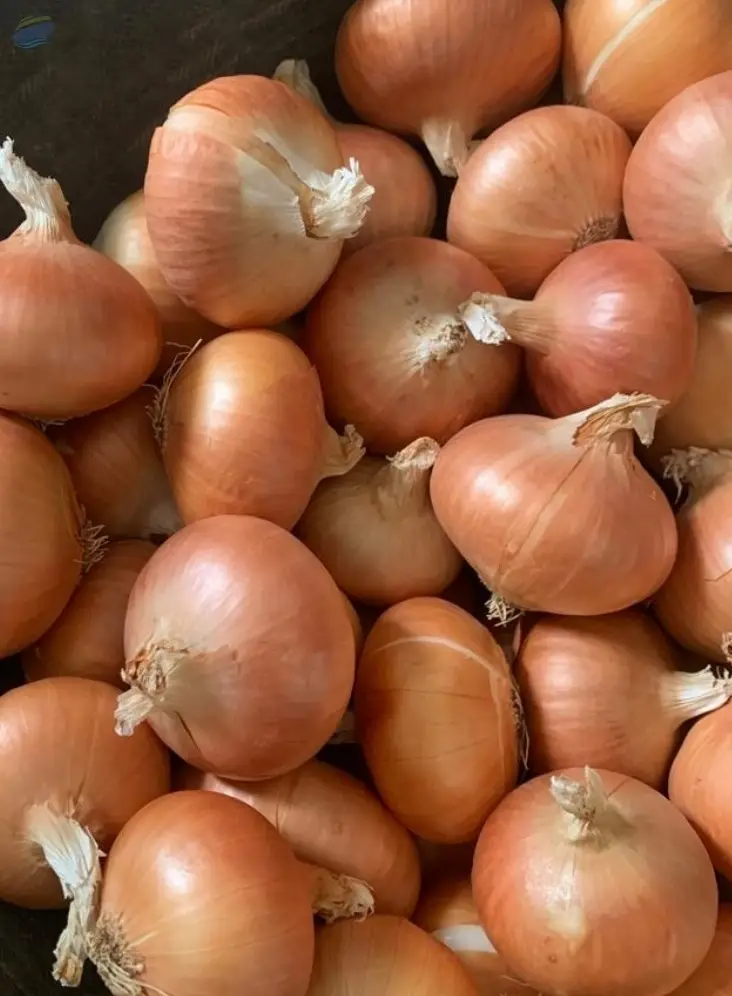 Yellow Onions by  Delta Green Import Export 