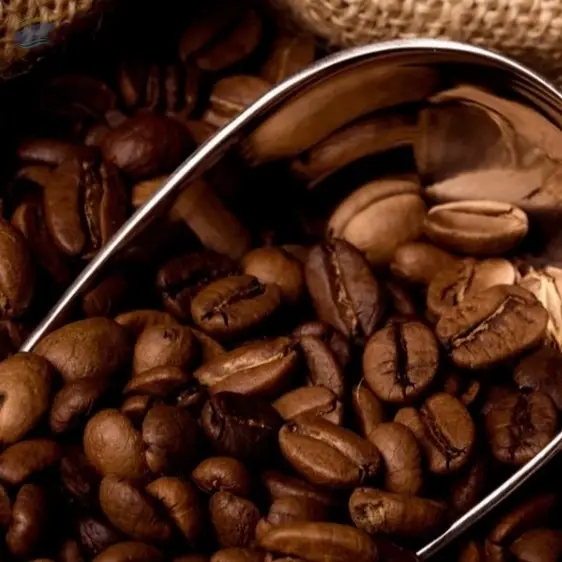 Top Quality Coffee Beans Arabica and Robusta